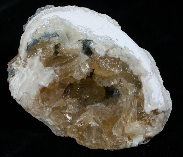 Large Crystal Filled Fossil Clam - Rucks Pit, FL #5787